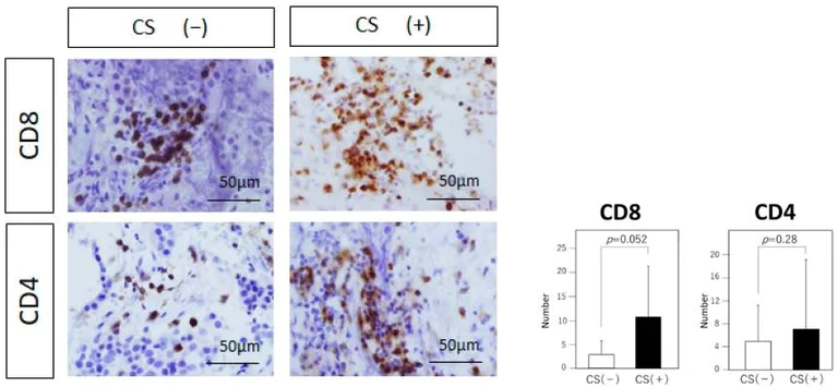 abc　B695、B695、B710、B872、B879　洋書 CD8 alpha antibody [C8/144B] - cytotoxic T cell marker