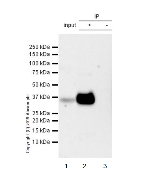 Immunoprecipitation - Anti-CD8 alpha antibody [CAL38] (AB237723), expandable thumbnail
