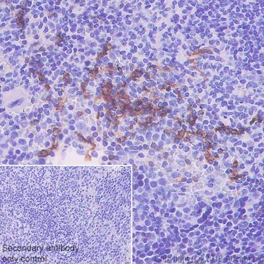 Immunohistochemistry (Formalin/PFA-fixed paraffin-embedded sections) - Anti-CD8 alpha antibody [CAL38] - BSA and Azide free (AB251609), expandable thumbnail