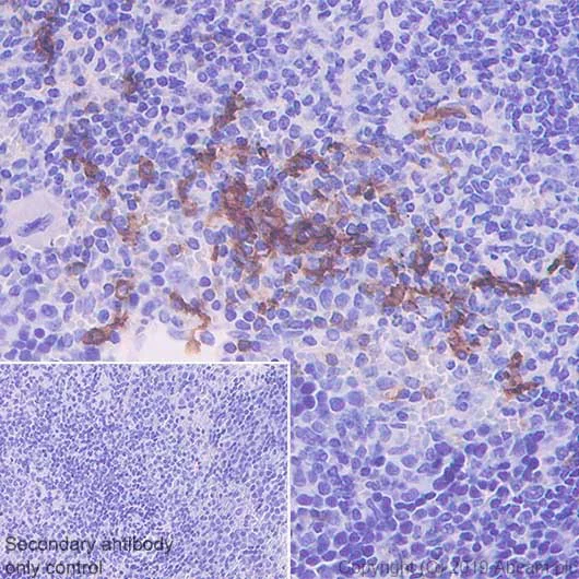 Immunohistochemistry (Formalin/PFA-fixed paraffin-embedded sections) - Anti-CD8 alpha antibody [CAL38] - BSA and Azide free (AB251609)