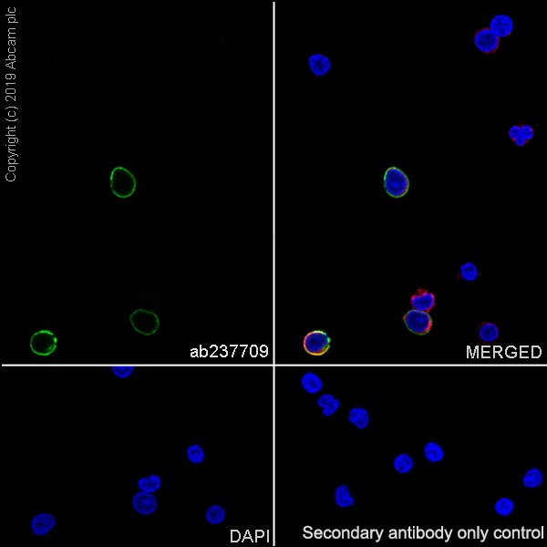 Immunocytochemistry/ Immunofluorescence - Anti-CD8 alpha antibody [CAL66] (ab237709), expandable thumbnail