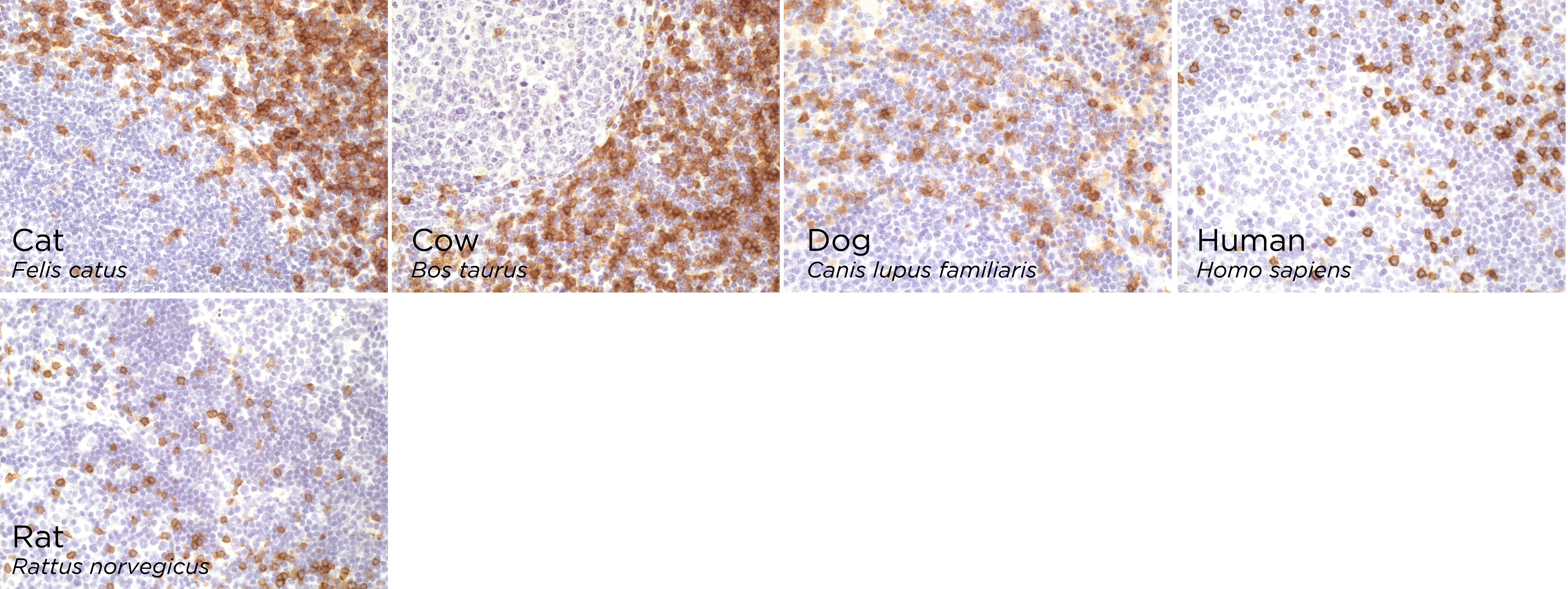 Anti-CD8 alpha antibody [CAL66] - cytotoxic T cell marker