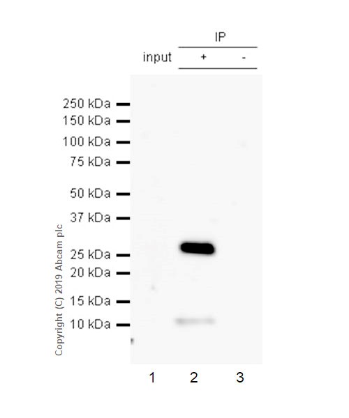 Immunoprecipitation - Anti-CD8 alpha antibody [CAL66] (AB237709), expandable thumbnail