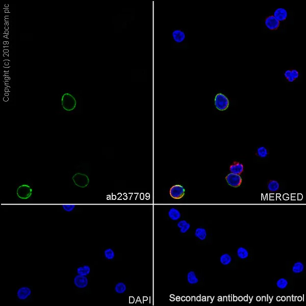 Anti-CD8 alpha antibody [CAL66] - Carrier free (ab251596) | Abcam