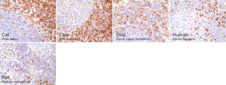 Immunohistochemistry (Formalin/PFA-fixed paraffin-embedded sections) - Anti-CD8 alpha antibody [CAL66] - BSA and Azide free (AB251596)