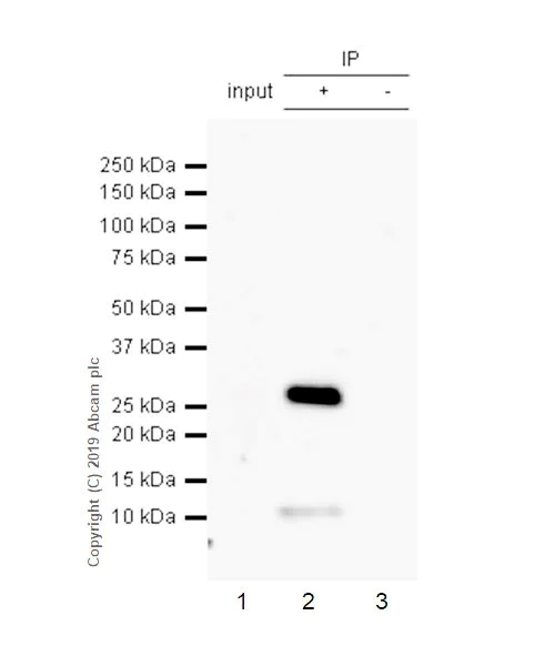 Immunoprecipitation - Anti-CD8 alpha antibody [CAL66] - BSA and Azide free (AB251596)