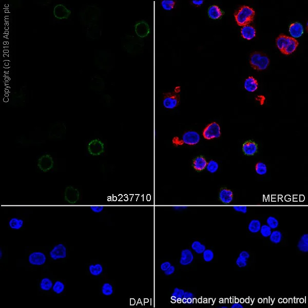 Immunocytochemistry/ Immunofluorescence - Anti-CD8 alpha antibody [CAL67] - BSA and Azide free (AB251597)
