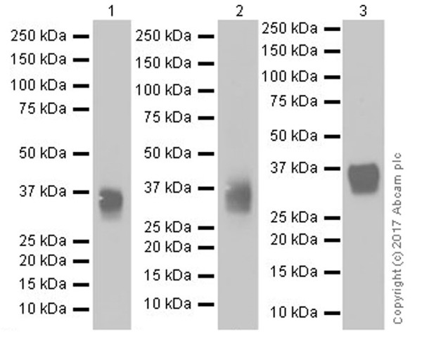 Western blot - Anti-CD8 alpha antibody [EPR20305] (AB209775), expandable thumbnail