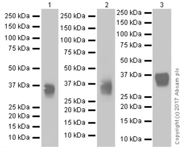 Western blot - Anti-CD8 alpha antibody [EPR20305] (AB209775)