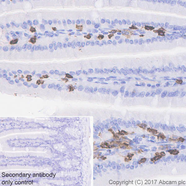 Immunohistochemistry (Formalin/PFA-fixed paraffin-embedded sections) - Anti-CD8 alpha antibody [EPR21769] (AB217344)