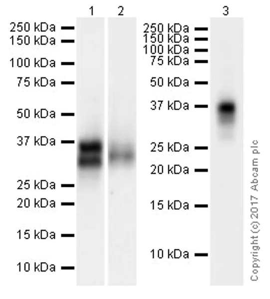 Western blot - Anti-CD8 alpha antibody [EPR21769] (AB217344)