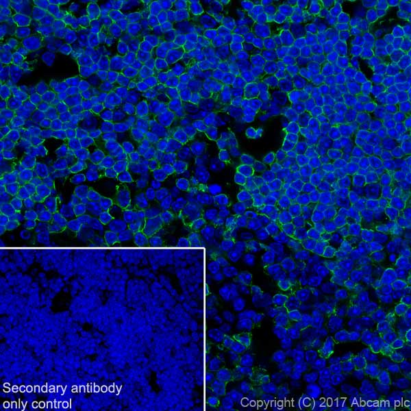 Immunohistochemistry (Frozen sections) - Anti-CD8 alpha antibody [EPR21769] - BSA and Azide free (ab230156), expandable thumbnail