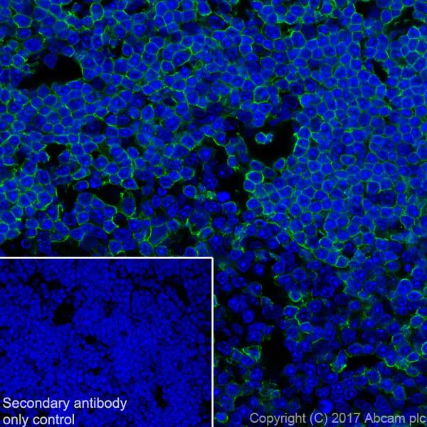 Immunohistochemistry (Frozen sections) - Anti-CD8 alpha antibody [EPR21769] - BSA and Azide free (AB230156)