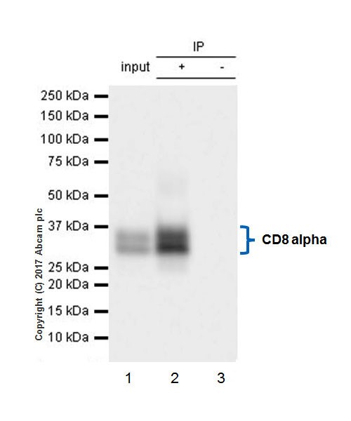 Immunoprecipitation - Anti-CD8 alpha antibody [EPR21769] - BSA and Azide free (AB230156), expandable thumbnail