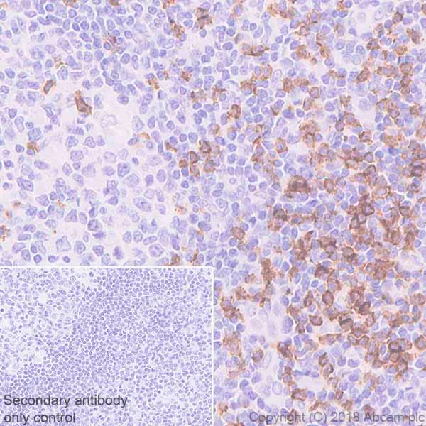 Immunohistochemistry (Formalin/PFA-fixed paraffin-embedded sections) - Anti-CD8 alpha antibody [EPR22483-288] - BSA and Azide free (AB245830)