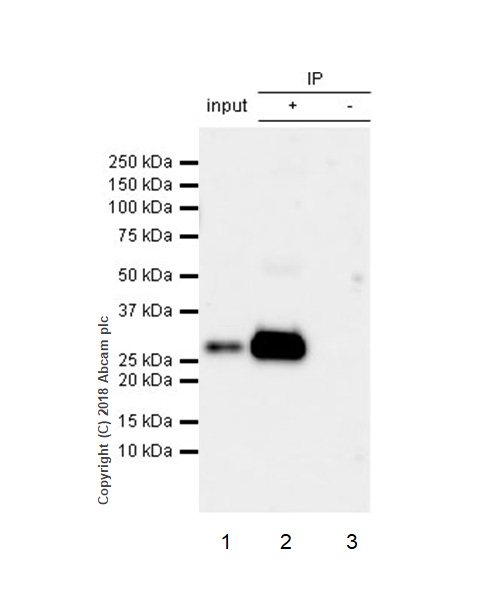 Immunoprecipitation - Anti-CD8 alpha antibody [EPR22483-288] - BSA and Azide free (AB245830), expandable thumbnail