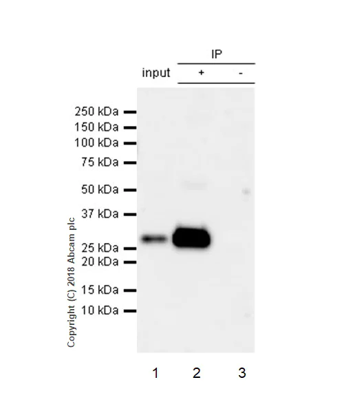 Immunoprecipitation - Anti-CD8 alpha antibody [EPR22483-288] - BSA and Azide free (AB245830)
