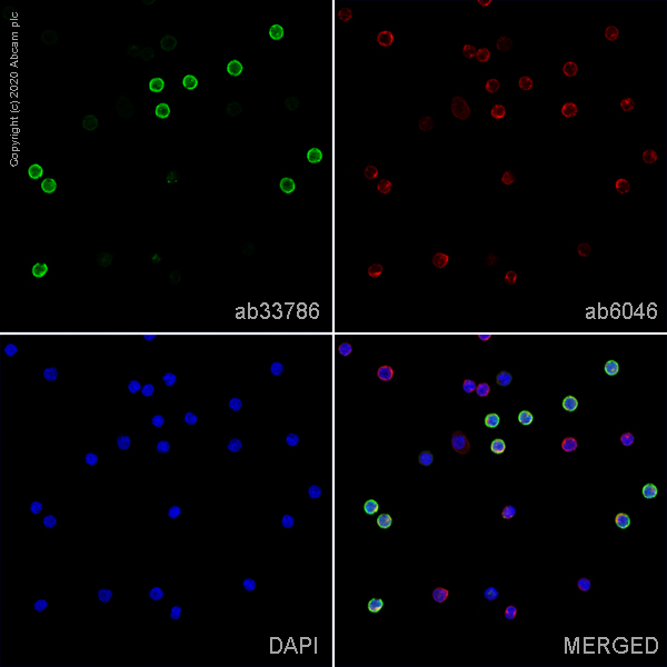 Immunocytochemistry/ Immunofluorescence - Anti-CD8 alpha antibody [OX-8] (AB33786), expandable thumbnail