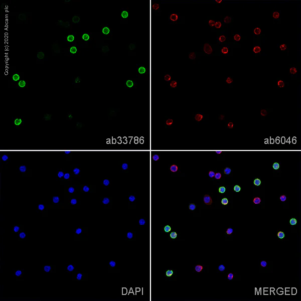 Immunocytochemistry/ Immunofluorescence - Anti-CD8 alpha antibody [OX-8] (AB33786)