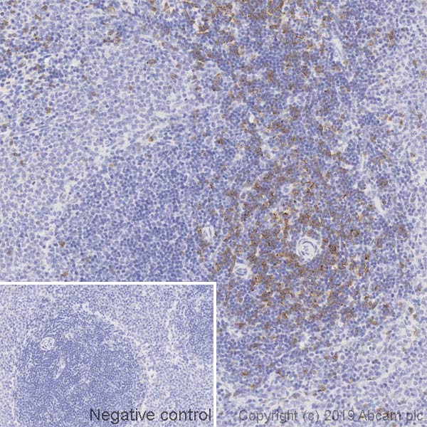 Immunohistochemistry (Formalin/PFA-fixed paraffin-embedded sections) - Anti-CD8 alpha antibody [OX-8] (AB33786), expandable thumbnail