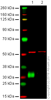 Western blot - Anti-CD8 alpha antibody [OX-8] (AB33786), expandable thumbnail