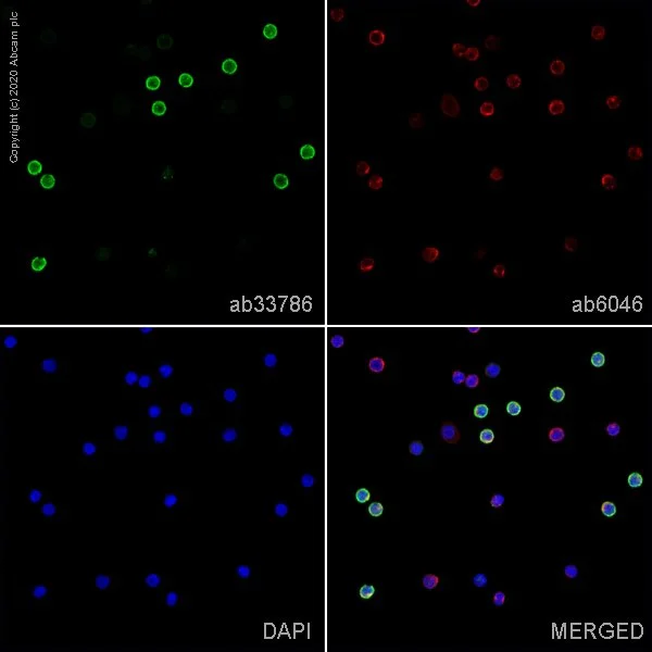 Immunocytochemistry - Anti-CD8 alpha antibody [OX-8] - BSA and Azide free (AB244566)