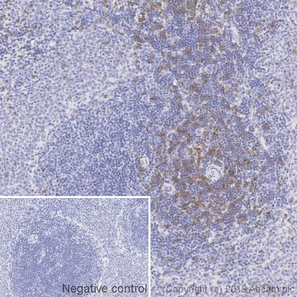 Immunohistochemistry (Formalin/PFA-fixed paraffin-embedded sections) - Anti-CD8 alpha antibody [OX-8] - BSA and Azide free (AB244566)