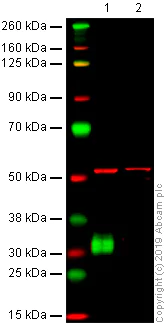 Western blot - Anti-CD8 alpha antibody [OX-8] - BSA and Azide free (AB244566)