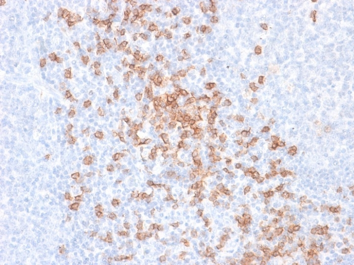Immunohistochemistry (Formalin/PFA-fixed paraffin-embedded sections) - Anti-CD8 alpha antibody [rC8/468] - BSA and Azide free (AB238087), expandable thumbnail