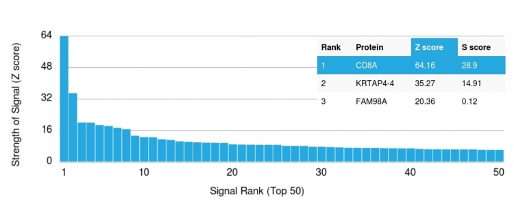 Protein Array - Anti-CD8 alpha antibody [rC8/468] - BSA and Azide free (AB238087), expandable thumbnail
