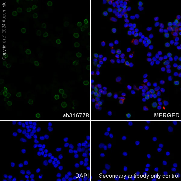 Immunocytochemistry/ Immunofluorescence - Anti-CD8 alpha antibody [RM1129] - BSA and Azide free (AB316779)