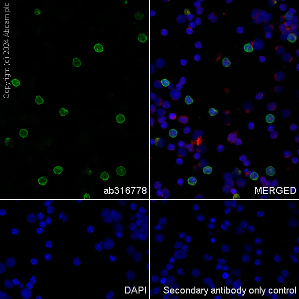 Immunocytochemistry/ Immunofluorescence - Anti-CD8 alpha antibody [RM1129] - BSA and Azide free (AB316779)