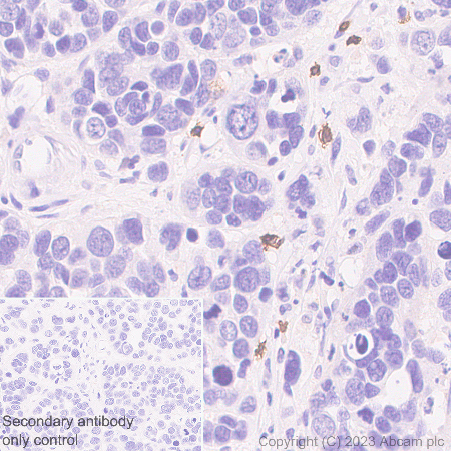 Anti-CD8 alpha antibody [RM1129] - BSA and Azide free (ab316779