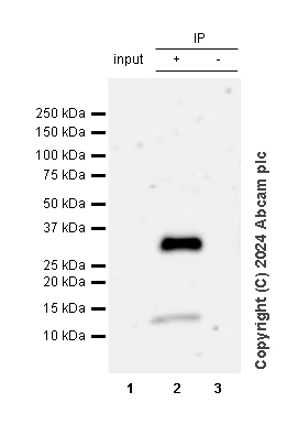 Immunoprecipitation - Anti-CD8 alpha antibody [RM1129] - BSA and Azide free (AB316779)