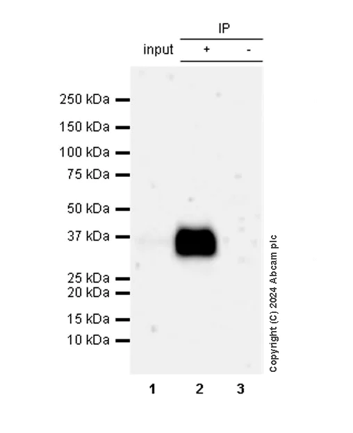 Immunoprecipitation - Anti-CD8 alpha antibody [RM1129] - BSA and Azide free (AB316779)