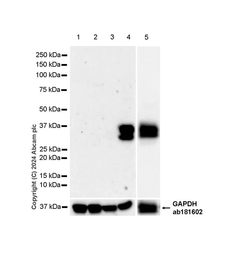 Western blot - Anti-CD8 alpha antibody [RM1129] - BSA and Azide free (AB316779)