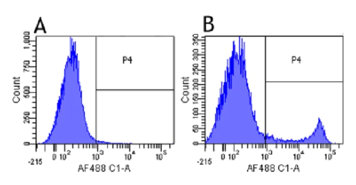 Flow Cytometry - Anti-CD8 alpha antibody [YTS 105.18] (AB245682)