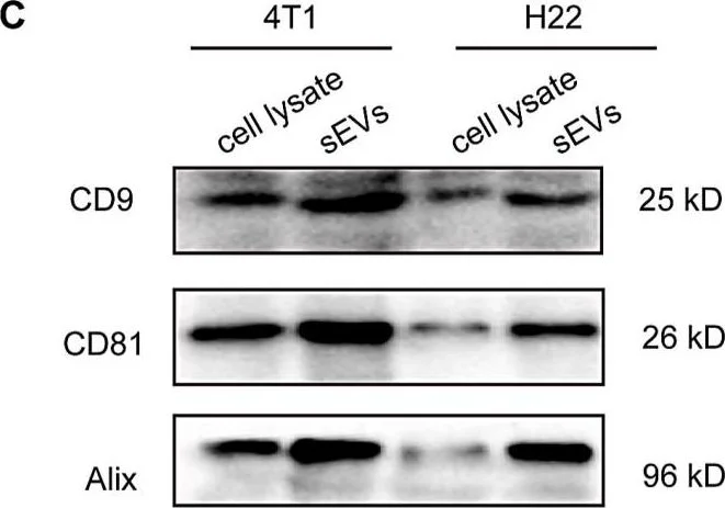 Western blot - Anti-CD8 alpha antibody [YTS169.4] (AB22378)