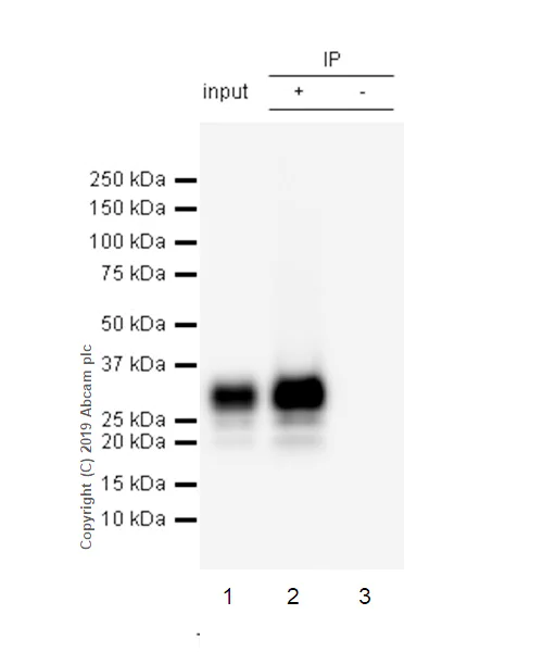 Immunoprecipitation - Anti-CD8 beta antibody [EPR22331-54] (AB228965)