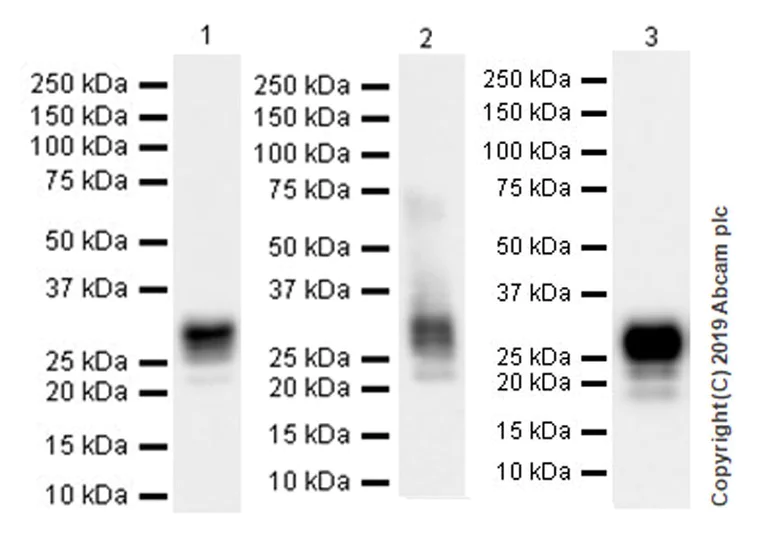 Western blot - Anti-CD8 beta antibody [EPR22331-54] (AB228965)