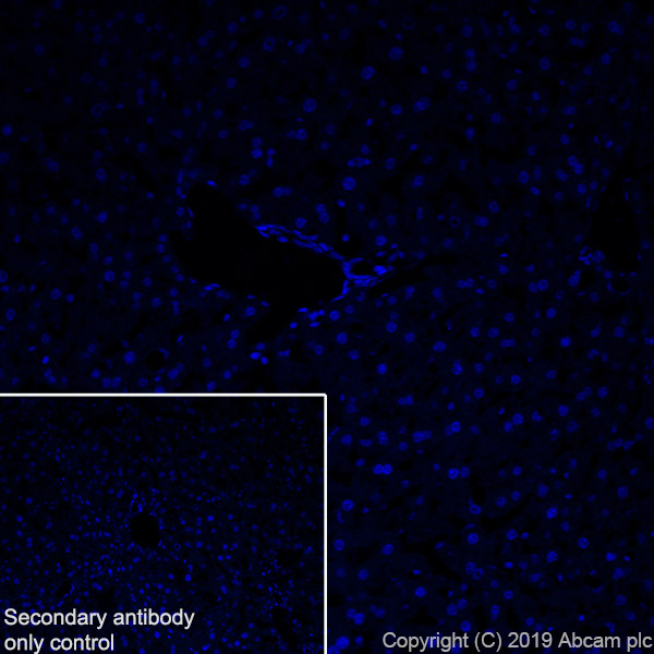 Immunohistochemistry (Frozen sections) - Anti-CD8 beta antibody [EPR22331-81] (AB263946), expandable thumbnail