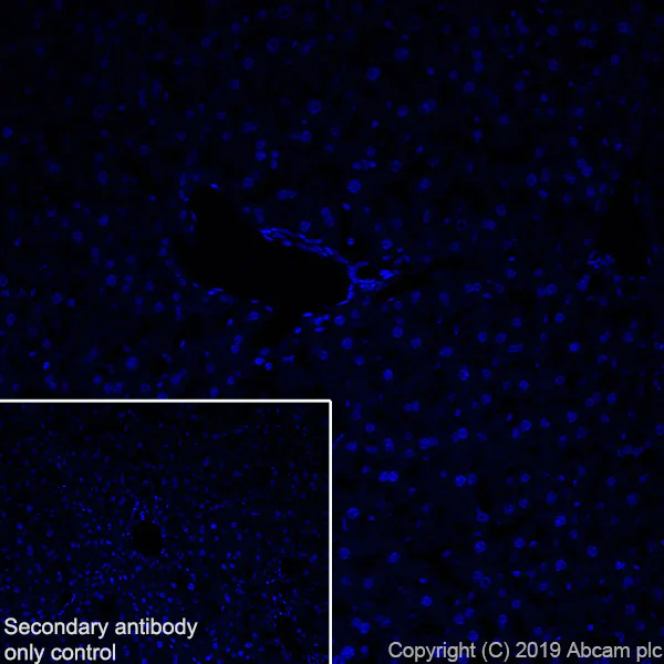 Immunohistochemistry (Frozen sections) - Anti-CD8 beta antibody [EPR22331-81] (AB263946)
