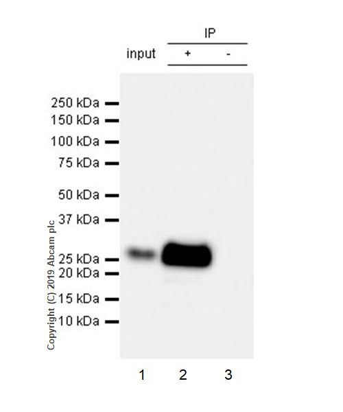 Immunoprecipitation - Anti-CD8 beta antibody [EPR22331-81] (AB263946), expandable thumbnail