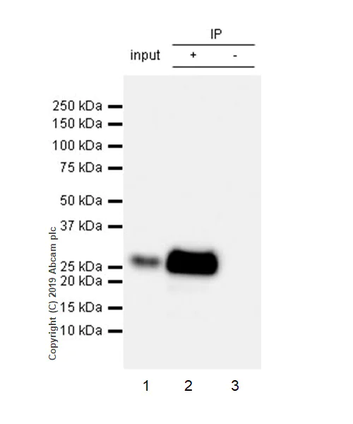 Immunoprecipitation - Anti-CD8 beta antibody [EPR22331-81] (AB263946)