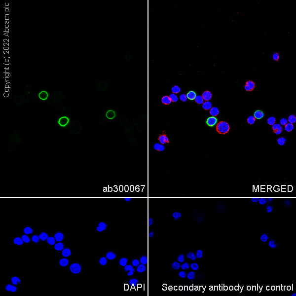 Immunocytochemistry/ Immunofluorescence - Anti-CD8 beta antibody [EPR26538-16] (AB300067)