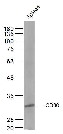 Western blot - Anti-CD80 antibody (AB215166)