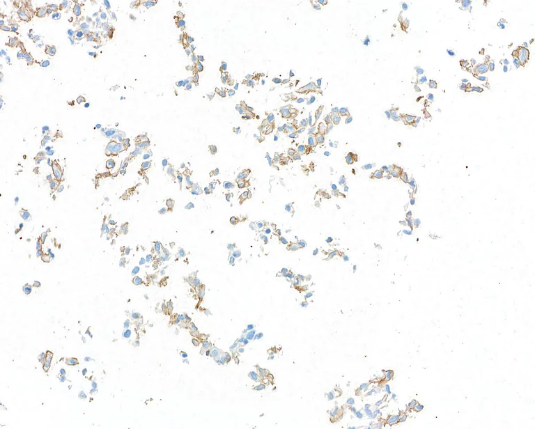 Immunocytochemistry - Anti-CD80 antibody [BLR237K] - BSA free (AB314098)
