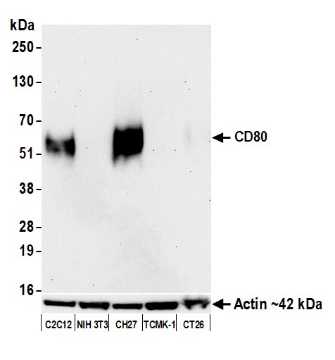 Western blot - Anti-CD80 antibody [BLR237K] - BSA free (AB314098), expandable thumbnail