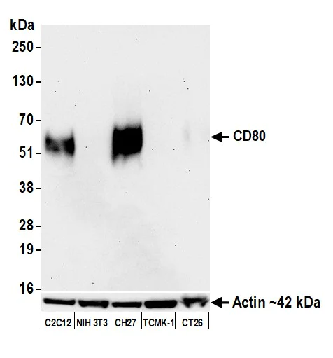 Western blot - Anti-CD80 antibody [BLR237K] - BSA free (AB314098)
