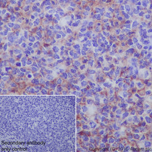 Immunohistochemistry (Formalin/PFA-fixed paraffin-embedded sections) - Anti-CD80 antibody [EPR1157(2)] (AB134120)